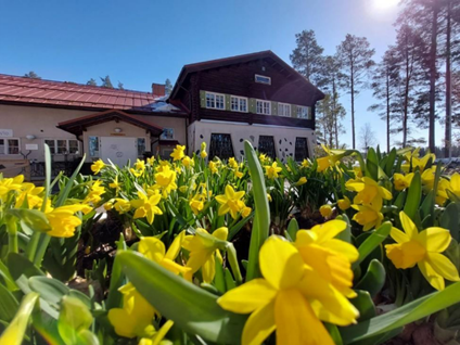 Partaharjukeskuksen päärakennuksen kuva keltaisilla narsisseilla